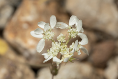 Tordylium aegaeum