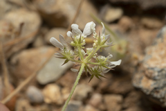 Tordylium aegaeum