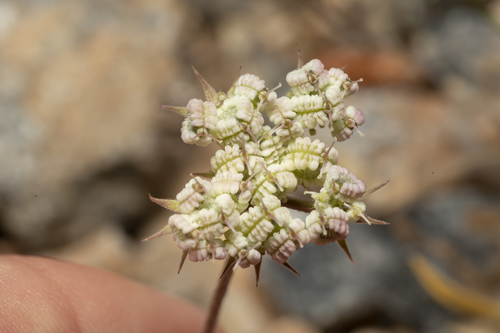 Image of Tordylium aegaeum by (c) Eleftherios Katsillis, some rights reserved (CC BY)