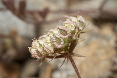Tordylium aegaeum