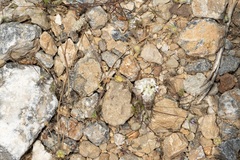Tordylium aegaeum