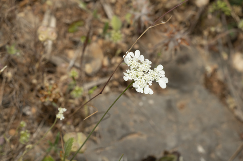 Image of Tordylium aegaeum by (c) Eleftherios Katsillis, some rights reserved (CC BY)