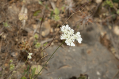 Tordylium aegaeum
