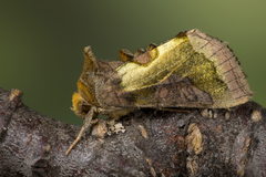 Diachrysia chrysitis