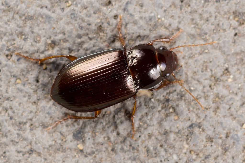 Bradytus