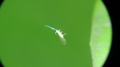 Takecallis arundinariae