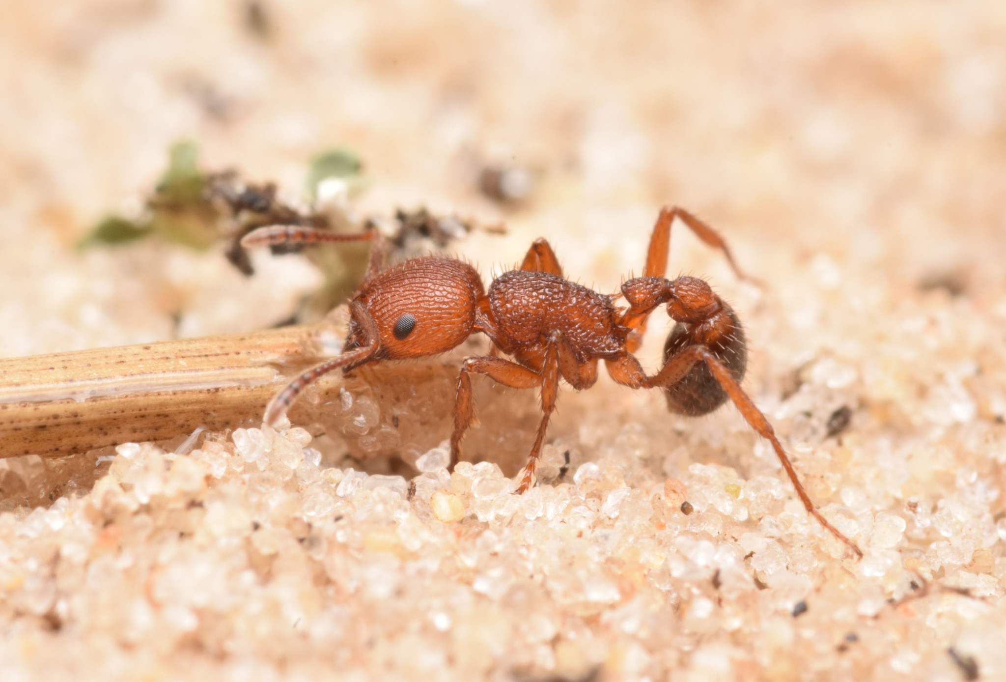 Pogonomyrmex abdominalis