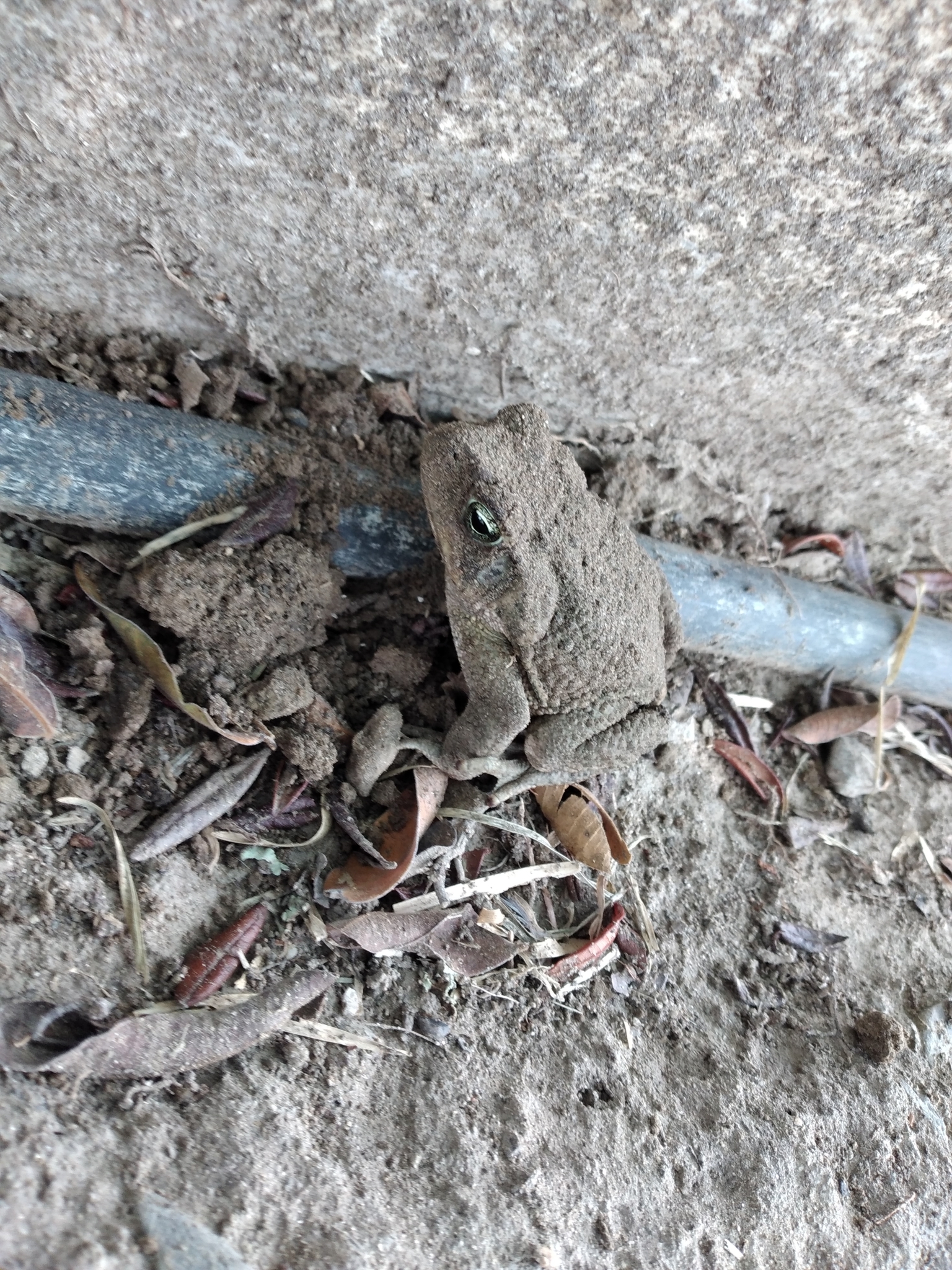 Rhinella image