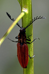 Anostirus purpureus