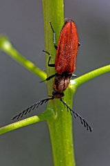 Anostirus purpureus