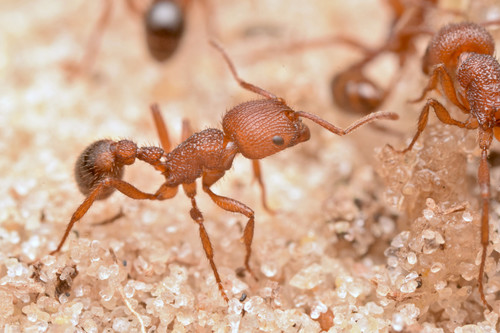 宽结须蚁Pogonomyrmex abdominalis