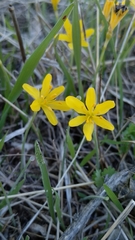 Narcissus cavanillesii