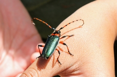 Stenaspis verticalis