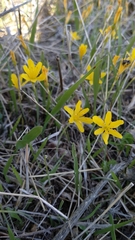 Narcissus cavanillesii