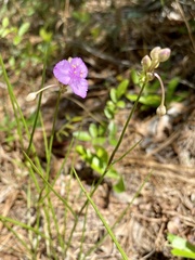 Callisia ornata