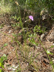Callisia ornata