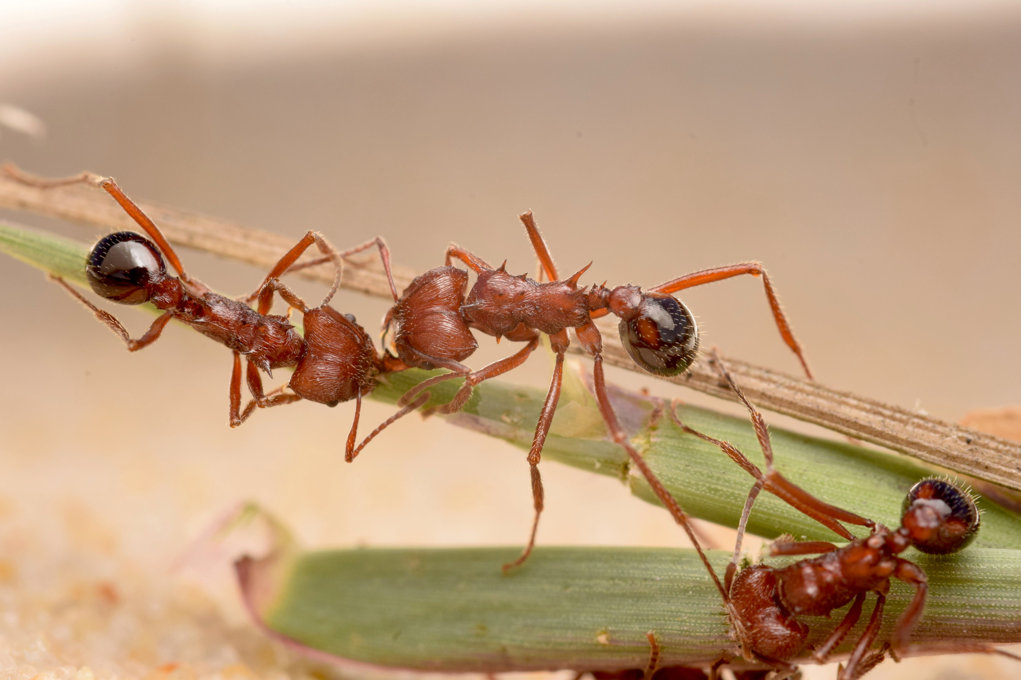 Amoimyrmex striatus