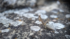 Apteromantis aptera