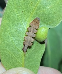 Eucyclodes metaspila