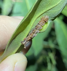 Eucyclodes metaspila