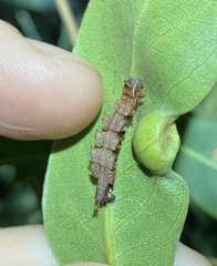 Eucyclodes metaspila