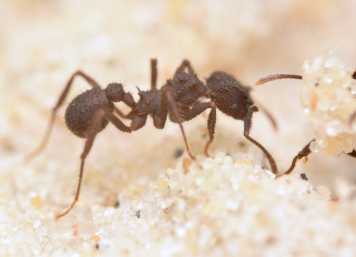 Mycetomoellerius iheringiMycetomoellerius iheringi