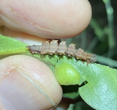 Eucyclodes metaspila