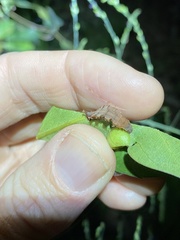 Eucyclodes metaspila