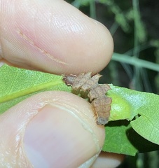 Eucyclodes metaspila