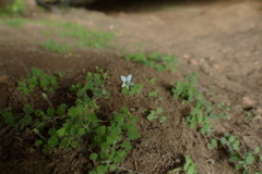 Wimmerella pygmaea