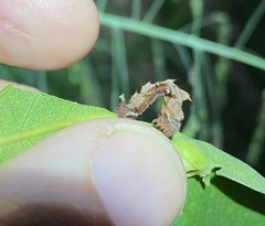 Eucyclodes metaspila