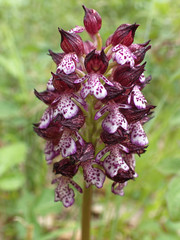 Orchis purpurea