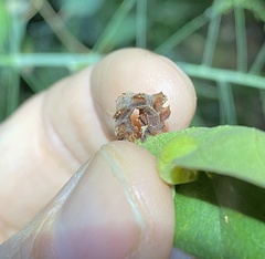 Eucyclodes metaspila