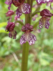 Orchis purpurea