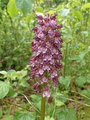 Orchis purpurea