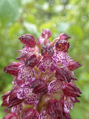 Orchis purpurea