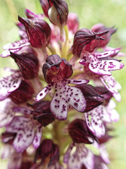 Orchis purpurea