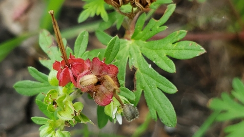 Image of Geranium texanum by (c) Chris Hughes, some rights reserved (CC BY)