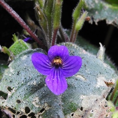 Microchirita viola