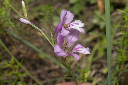 Image of Gladiolus anatolicus by (c) Eleftherios Katsillis, some rights reserved (CC BY)