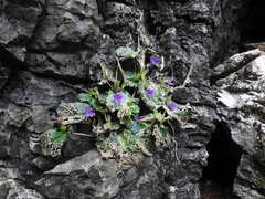 Microchirita viola
