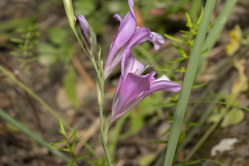 Image of Gladiolus anatolicus by (c) Eleftherios Katsillis, some rights reserved (CC BY)