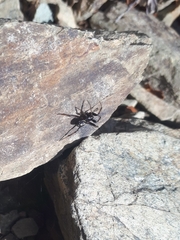 Steatoda truncata