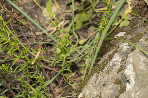 Image of Gladiolus anatolicus by (c) Eleftherios Katsillis, some rights reserved (CC BY)