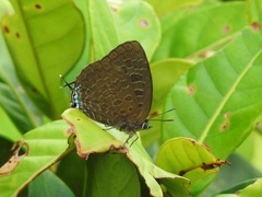 Arhopala eumolphus