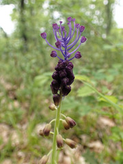 Muscari comosum