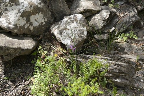 Image of Gladiolus anatolicus by (c) Eleftherios Katsillis, some rights reserved (CC BY)
