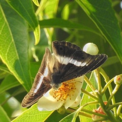 Eulaceura osteria