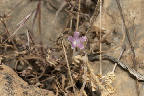 Image of Malva cretica by (c) Eleftherios Katsillis, some rights reserved (CC BY)