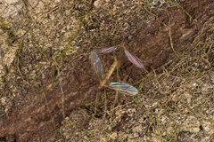 Ula sylvatica